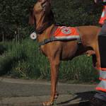 Hund im Einsatz