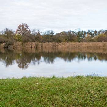 Ziegeleiteich im Herbst mit spiegelnder Wasseroberfläche